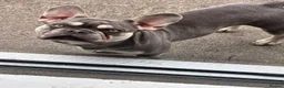French Bulldog dogs for sale: 🩷Gorgeous litter of French bulldog puppies🩷  - Advert 6