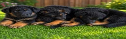 German Shepherd dogs for sale: 2 healthy straight back KC registered male GSP's  - Advert 4