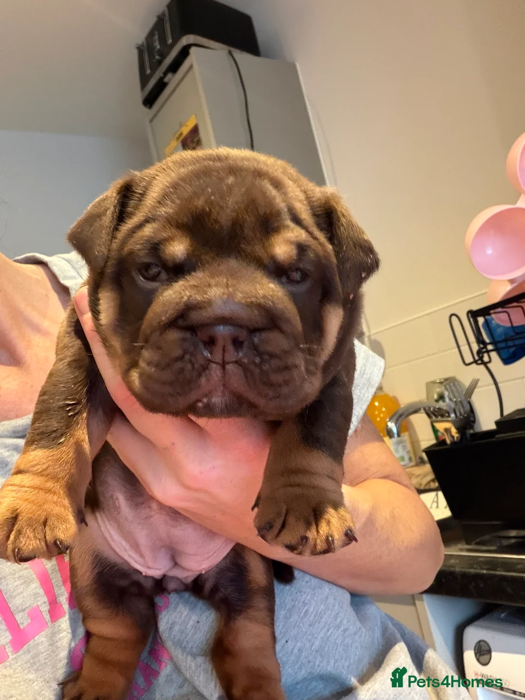 English Bulldog dogs for sale: English bulldog puppy - Advert 3