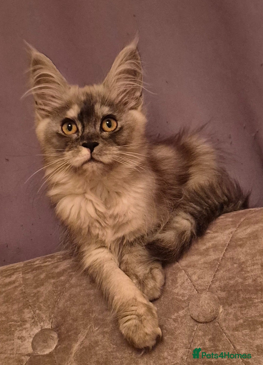 Maine Coon cats for sale: Last 2 girls - Advert 3