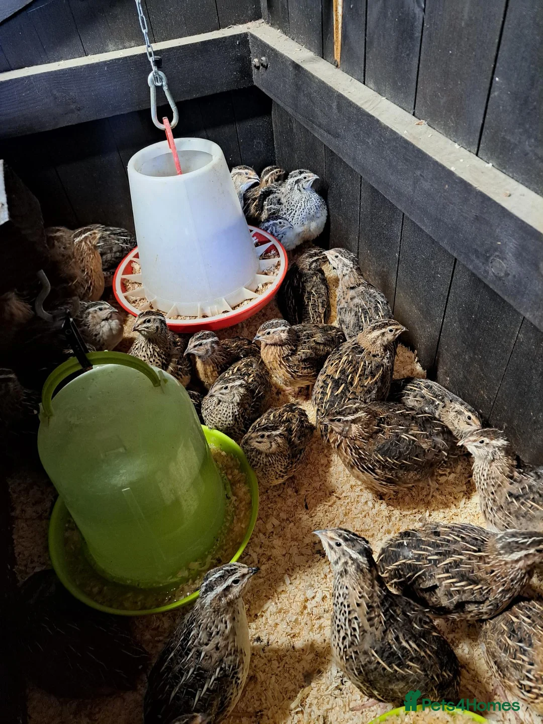 Quail poultry for sale: Jumbo japanese courtnix quails  in Swadlincote - Advert 1