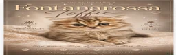 Scottish Fold cats for sale: Stunning Scottish fold straight kitten - Advert 4