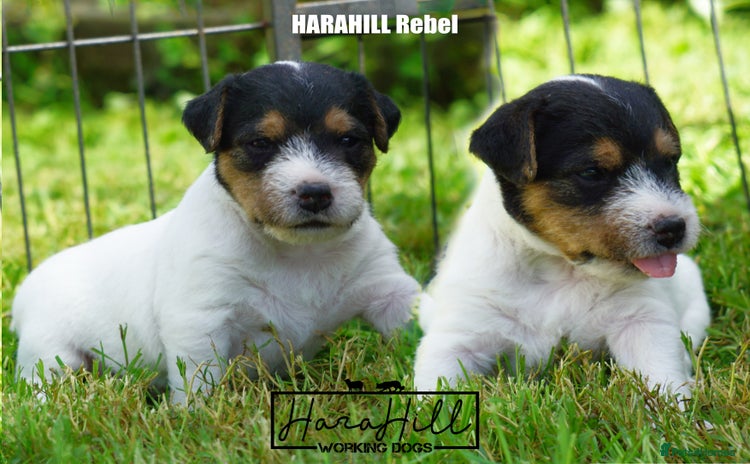 Jack Russell dogs - Advert 4