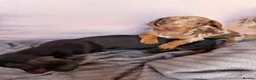 Miniature Dachshund dogs for sale: Miniature dachshund puppies for sale in Stevenage - Advert 4