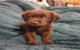 Labrador Retriever dogs for sale: Chocolate Labradors by FLASHMOUNT TENOR of TAGABEA - Image 11