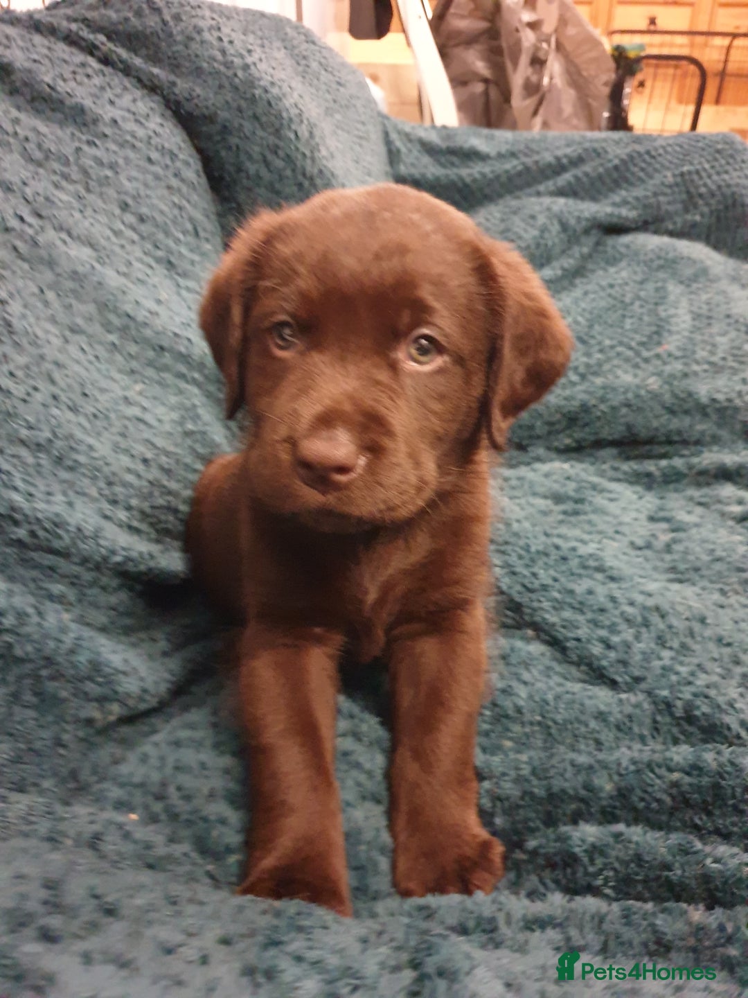 Labrador Retriever dogs for sale: Chocolate Labradors by FLASHMOUNT TENOR of TAGABEA - Image 11