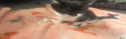 Mixed Breed cats for sale: Tabby female and 2 black and white boy kittens - Advert 9