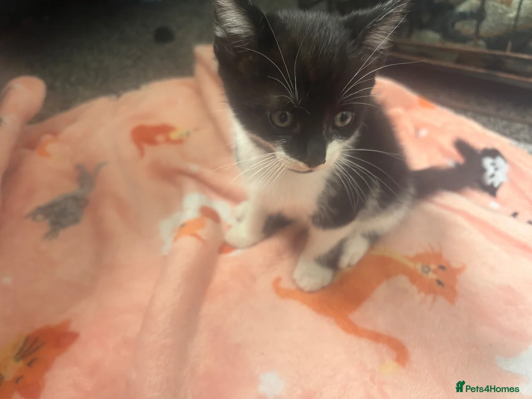 Mixed Breed cats for sale: Tabby female and 2 black and white boy kittens - Advert 9