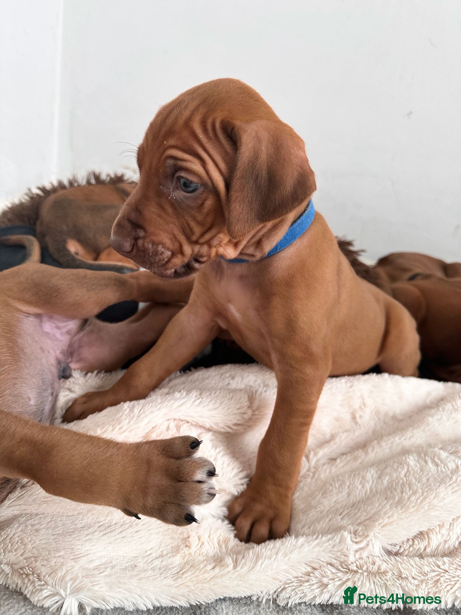 Rhodesian Ridgeback dogs for sale: Stunning KC Registered Rhodesian Ridgeback Puppies - Advert 10