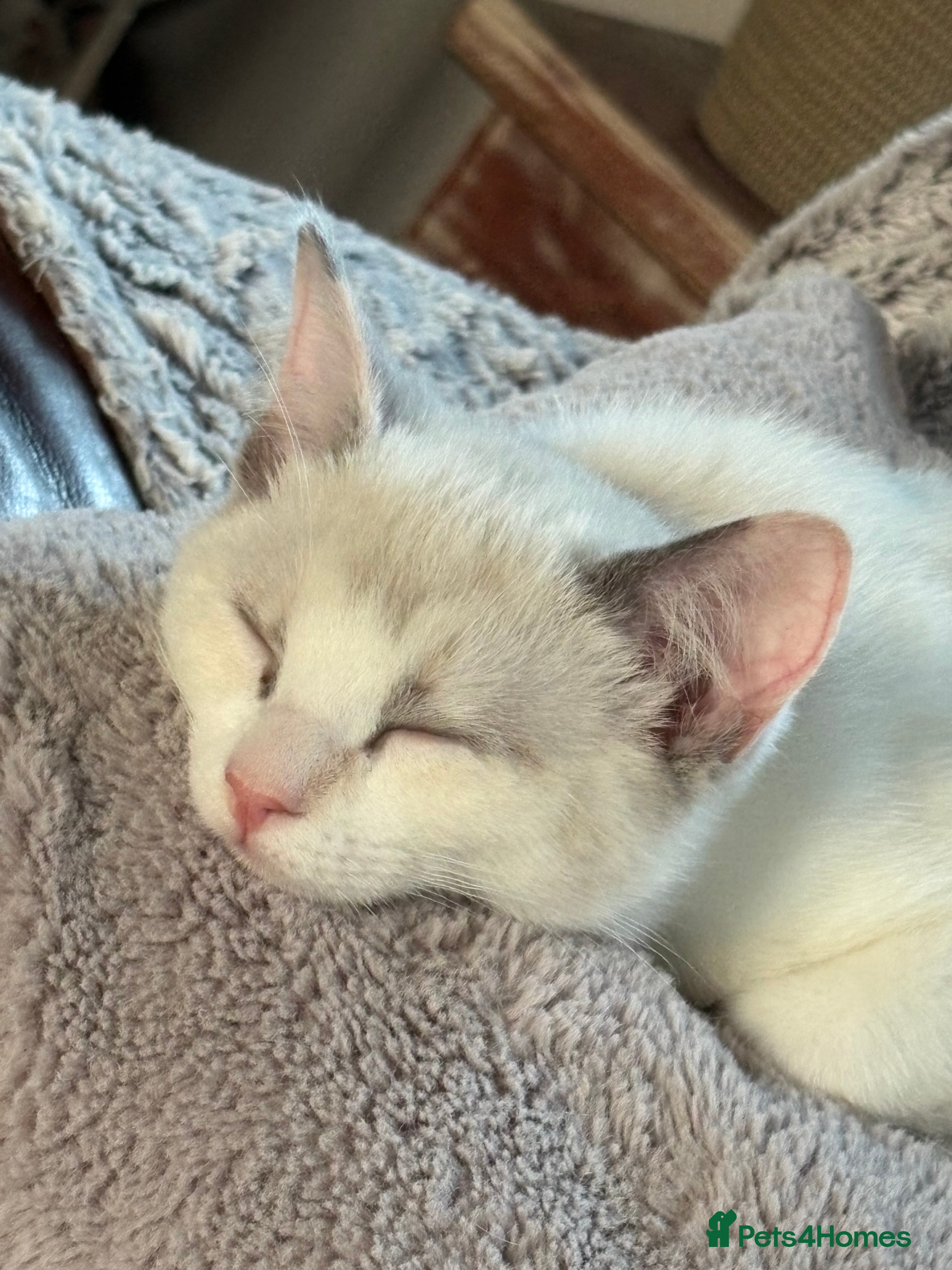 Mixed Breed cats Gorgeous Half Ragdoll Kitten  - Advert 3