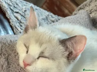 Mixed Breed cats Gorgeous Half Ragdoll Kitten - Advert 3