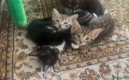 Bengal cats for sale: Bengal Cross Kittens - Image 3