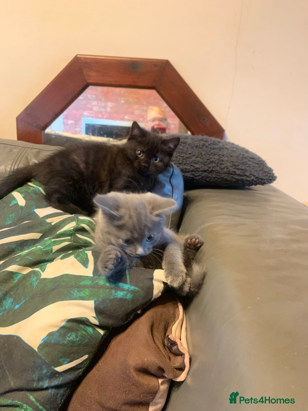 British Shorthair cats for sale: British short hair crossed  - Image 7