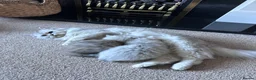 Mixed Breed cats for sale: Beautiful Fluffy Kittens – BritishLonghair&Ragdoll in Penicuik - Advert 3