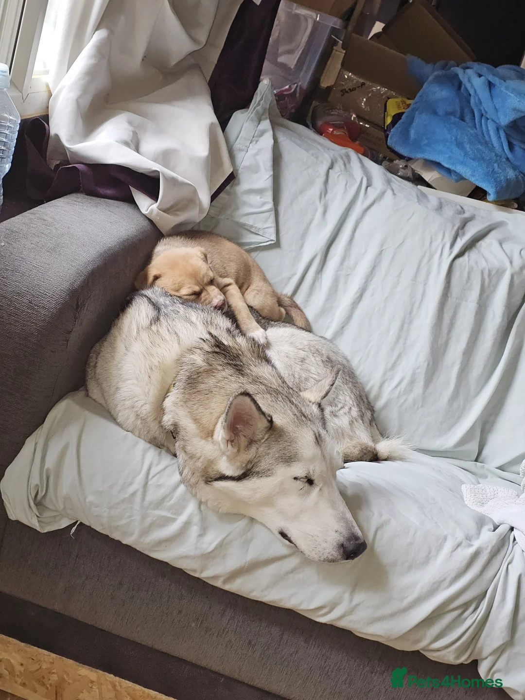 Mixed Breed dogs for sale: 4x husky/ french mastiff boys for good home's  - Advert 7