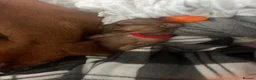 Dachshund dogs for sale: 4 beautiful dachshunds  - Advert 17