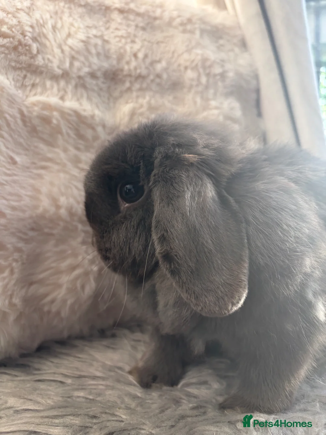 Mini Lop rabbits for sale: 🐰 Blue Doe - show Quality 🐰  - Advert 1