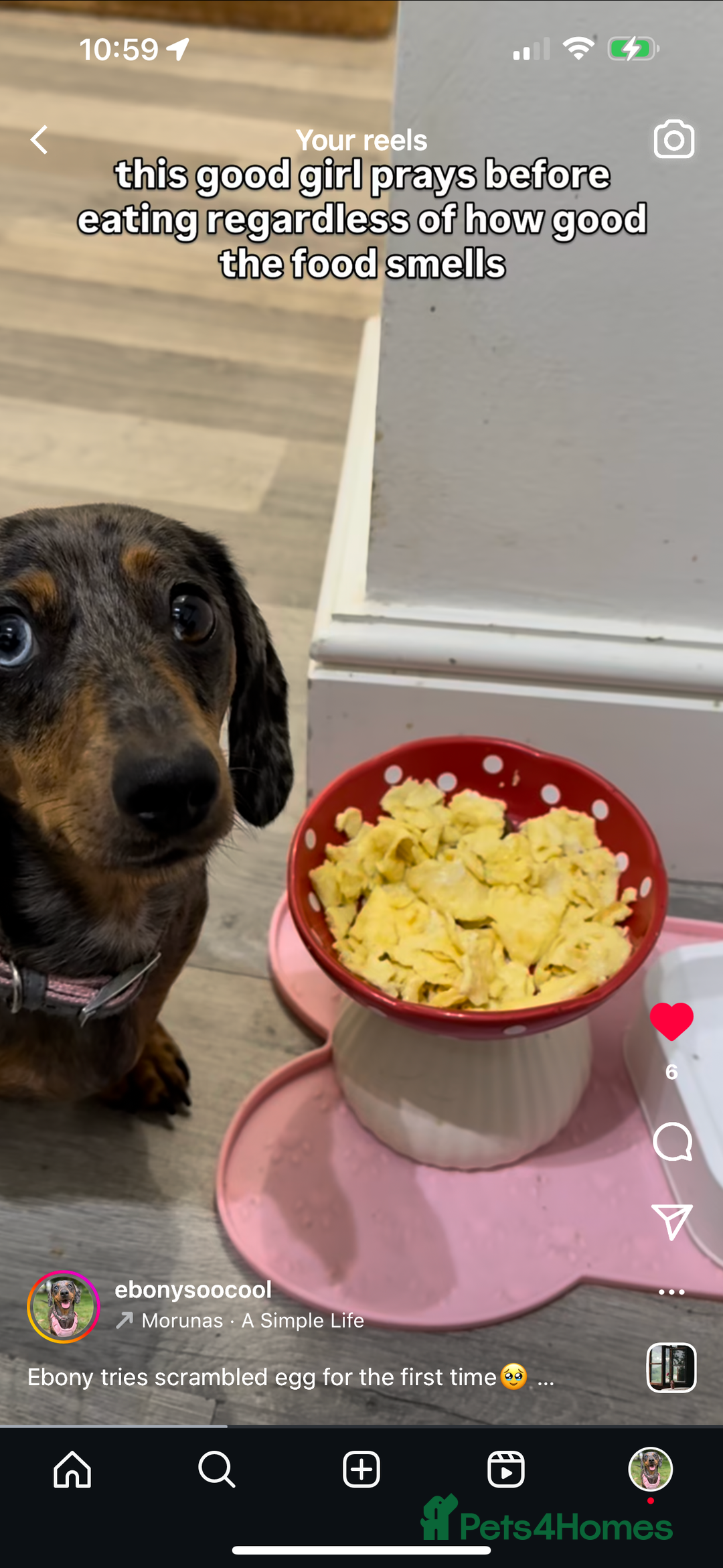 Miniature Dachshund dogs for sale: Loving Foster Home Wanted for My Loving Dachshund - Image 8