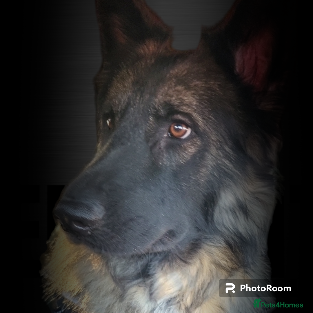 German Shepherd dogs Straight Back Long Hair GSD – Female - Advert 4