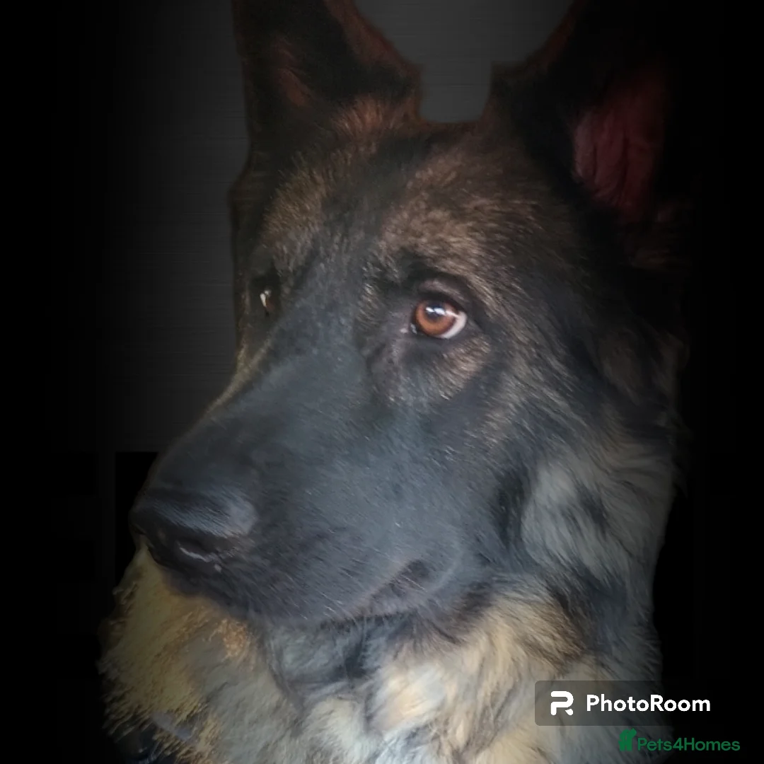 German Shepherd dogs for sale: Straight Back Long Hair GSD – Female - Advert 2