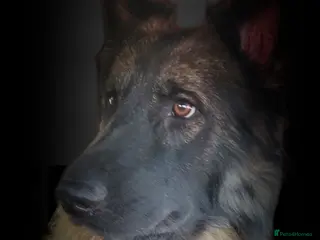 German Shepherd dogs Straight Back Long Hair GSD – Female - Advert 4