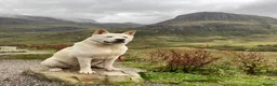 Akita dogs for stud: White Akita For Stud - Advert 1
