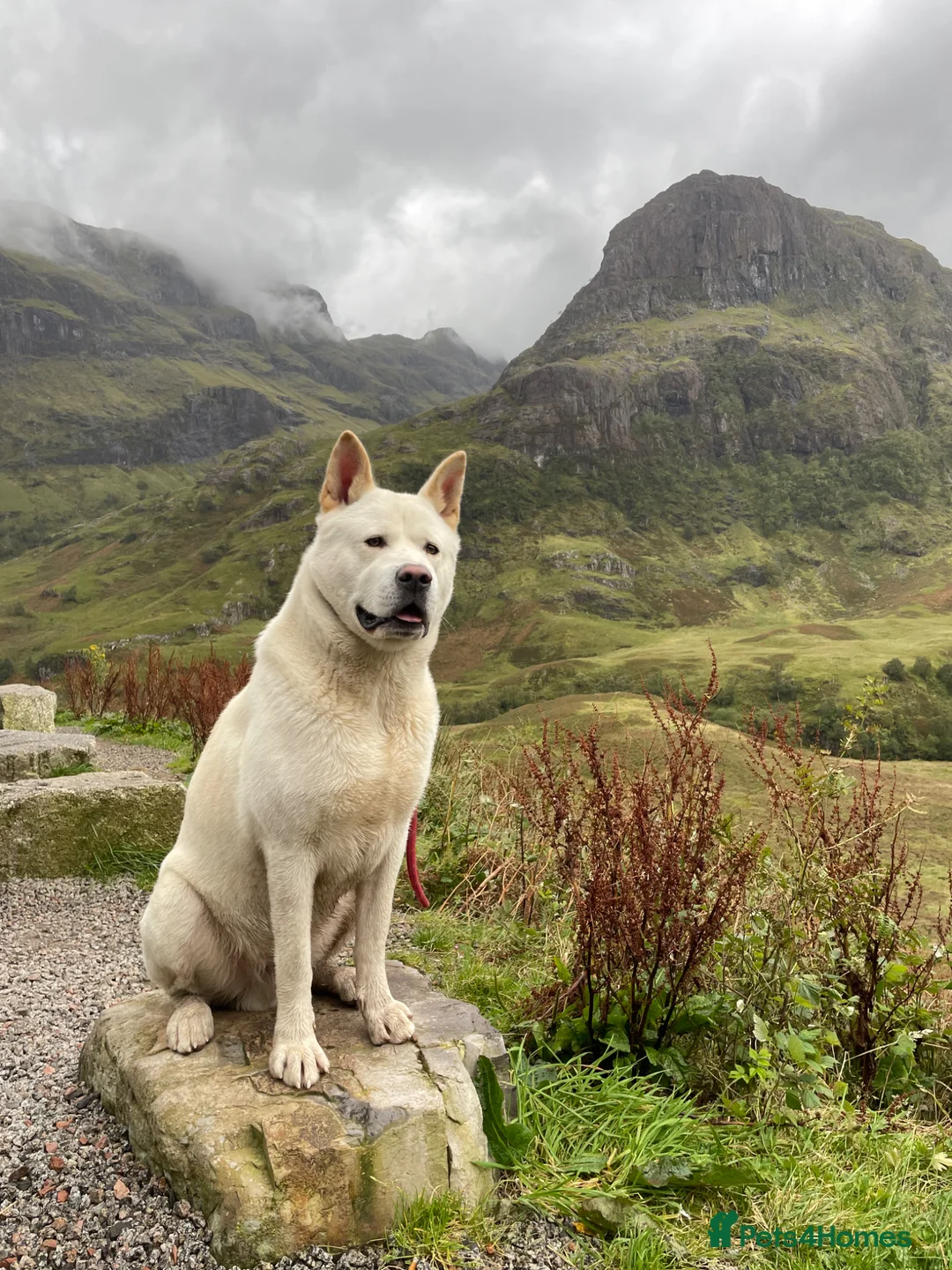 Akita dogs for stud: White Akita For Stud - Advert 1