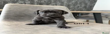 Cane Corso Puppy 3