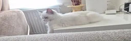 Ragdoll cats for sale: Beautiful blue eyed 3 month old Ragdoll Kitten in Ashford - Advert 5