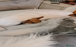 Chihuahua dogs for stud: Stunning male Chihuahua for stud in Ware - Image 6