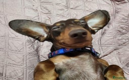 Dachshund dogs for stud: For stud only !! Chocolate dachshund  - Image 3