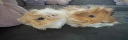 Guinea Pig rodents for sale: Two gorgeous fluffy female piggies  - Advert 8