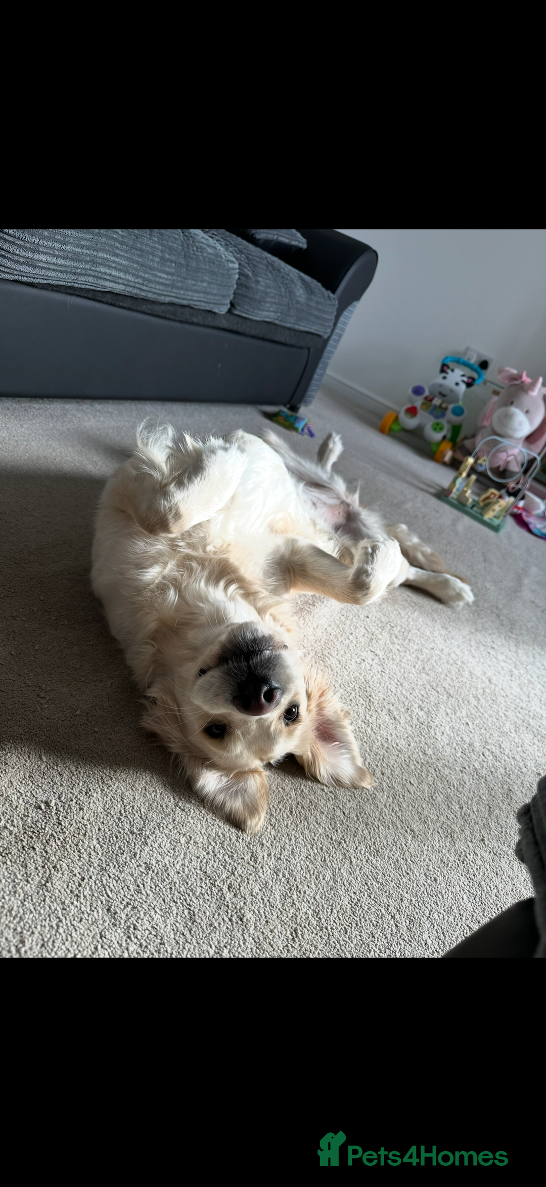 Golden Retriever dogs for sale: 3 year old female golden retriever  - Advert 3