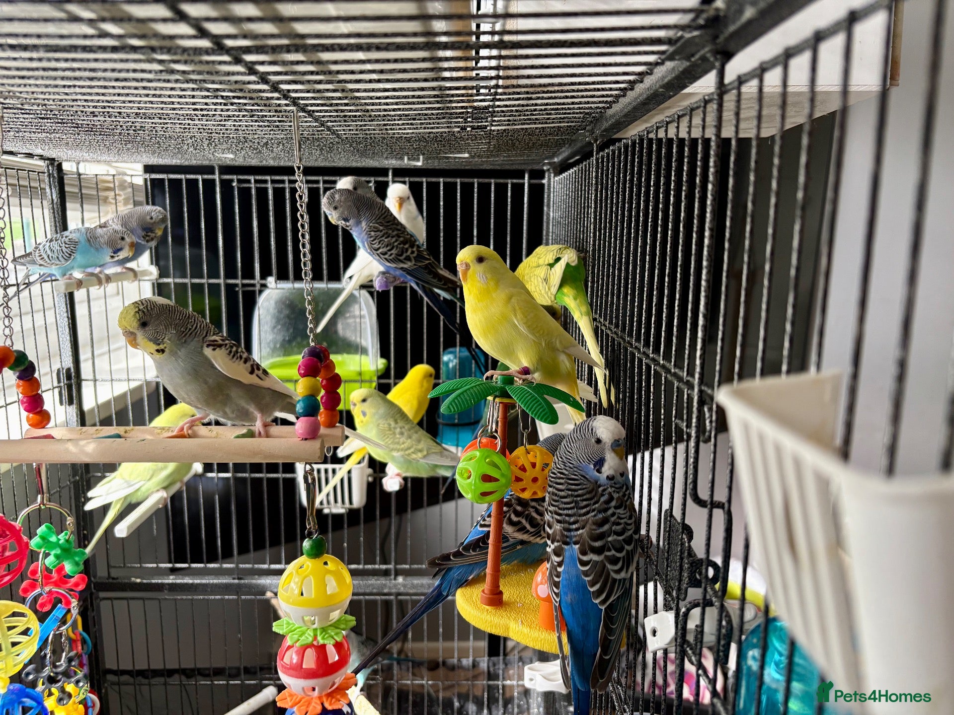 Budgerigars birds Mixed variety of Budgies For Sale - Advert 1
