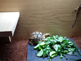 Tortoise reptiles Leopard tortoise and setup - Advert 12