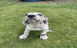 Mixed Breed dogs for sale: Italian Daniff Pups  - Image 19