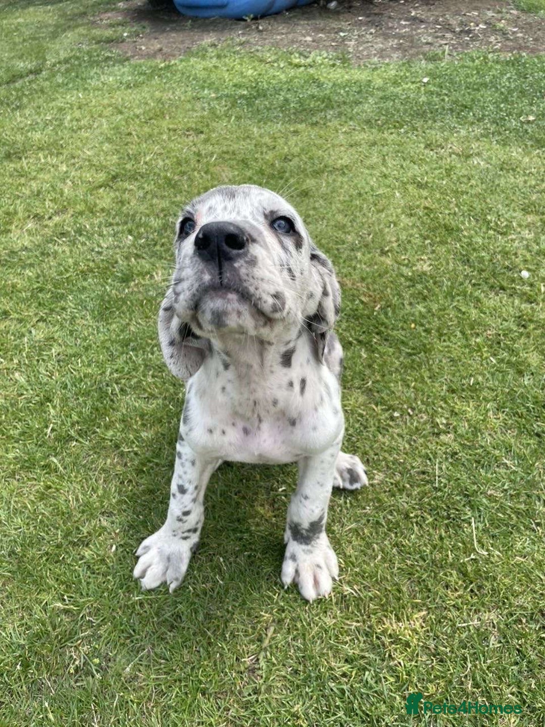 Mixed Breed dogs for sale: Italian Daniff Pups  - Image 19