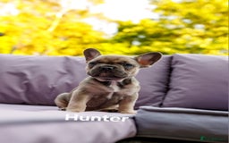 French Bulldog dogs for sale: Quality litter French Bulldogs - Image 10