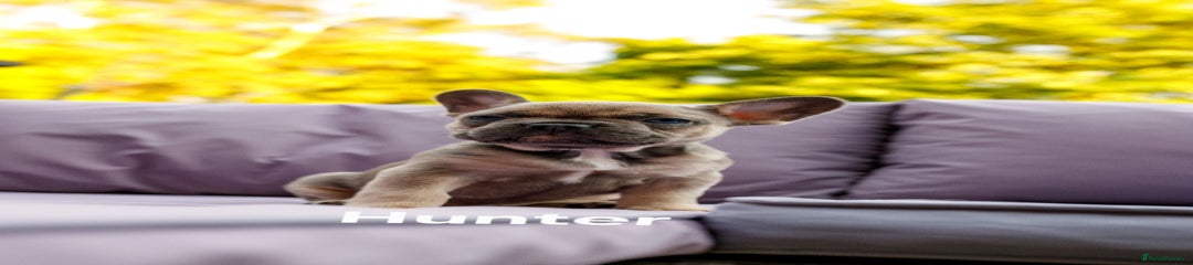 French Bulldog Puppy 5