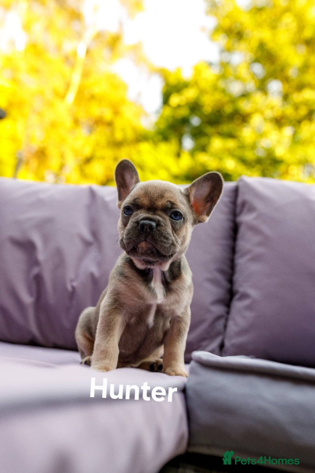 French Bulldog dogs for sale: Quality litter French Bulldogs - Image 10
