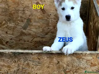 Siberian Husky dogs 1 boy left - Advert 5