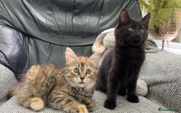 Mixed Breed cats for sale: Beautiful kittens!!!!! READY NOW!!! - Image 2