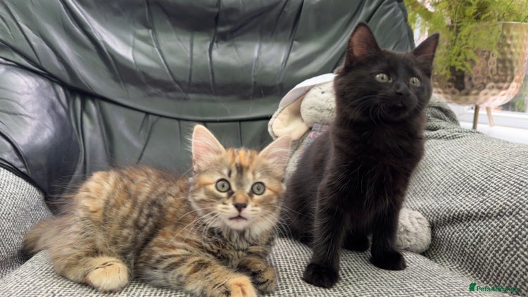 Mixed Breed cats - Advert 1