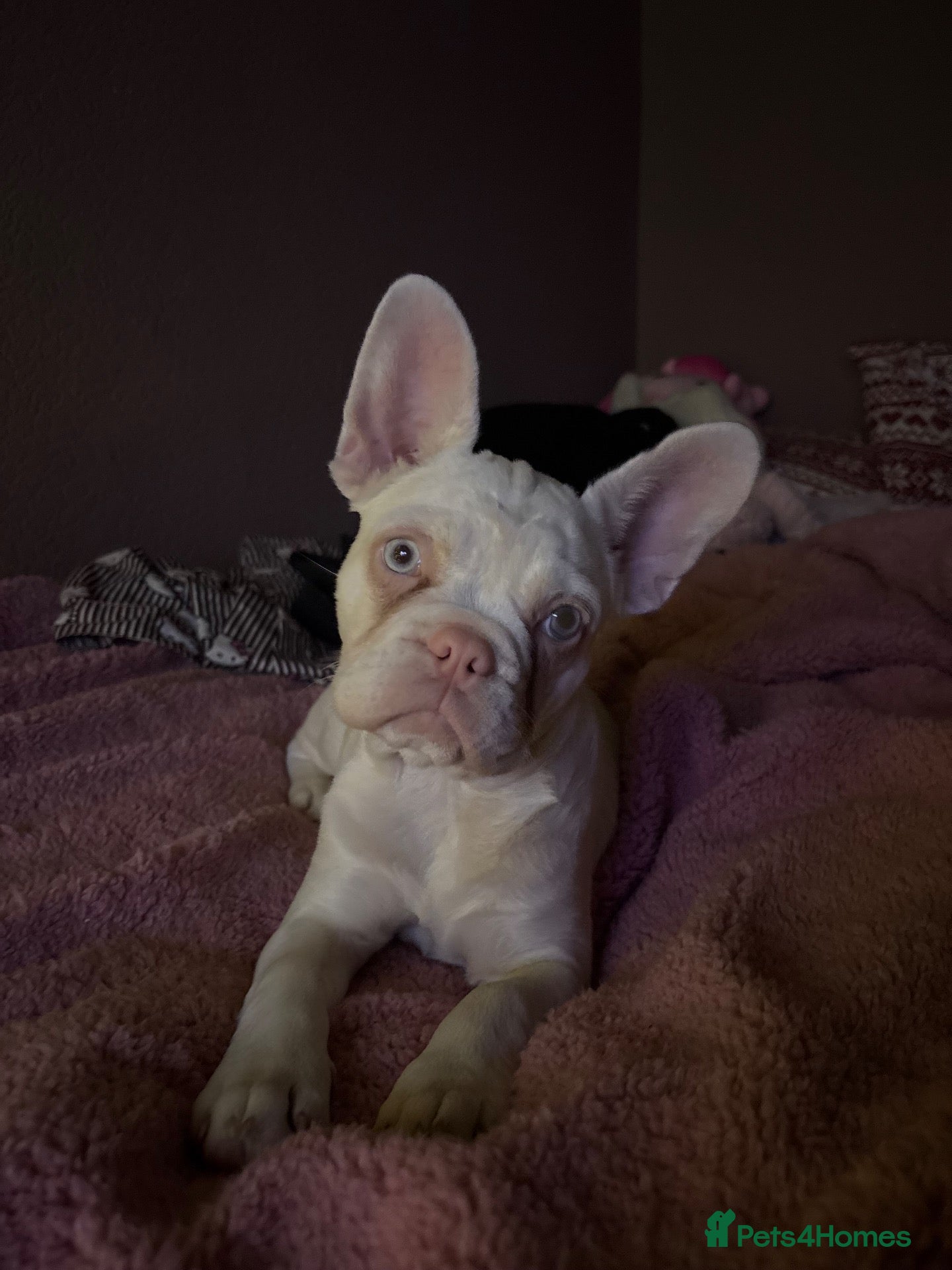 French Bulldog dogs Beautiful albino girl - Delilah  - Advert 1