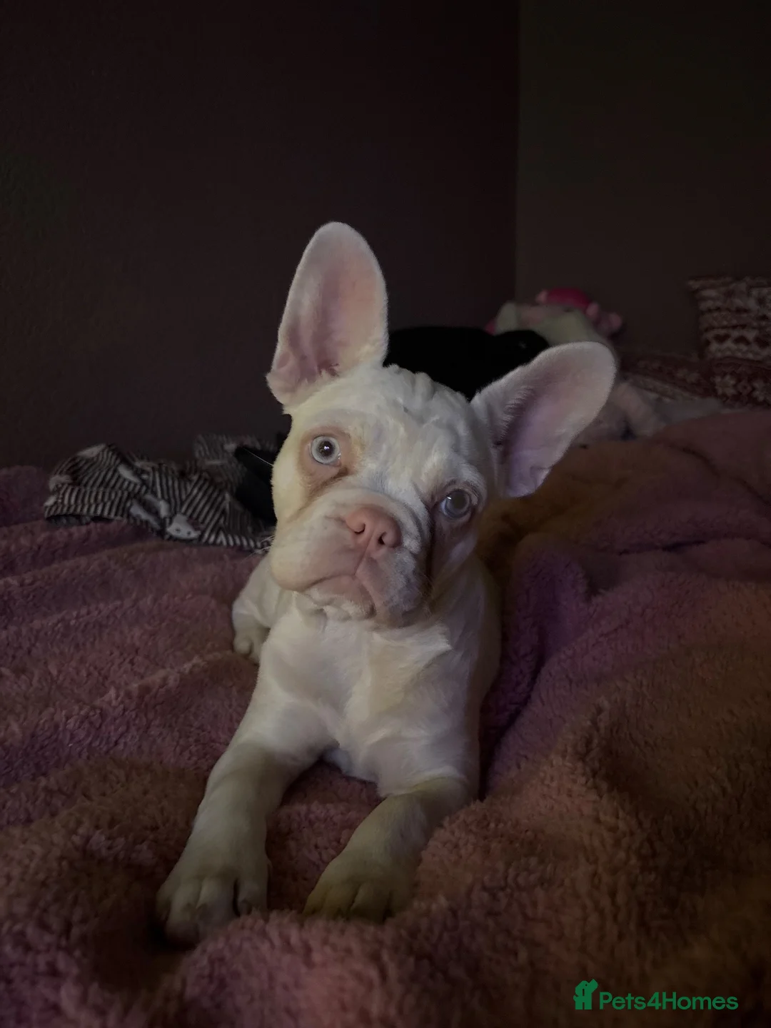French Bulldog dogs for sale: Beautiful albino girl - Delilah  in Broadstairs - Advert 1