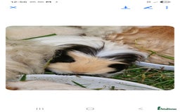 Guinea Pig rodents for sale: Female baby guinea pigs for sale - Image 5