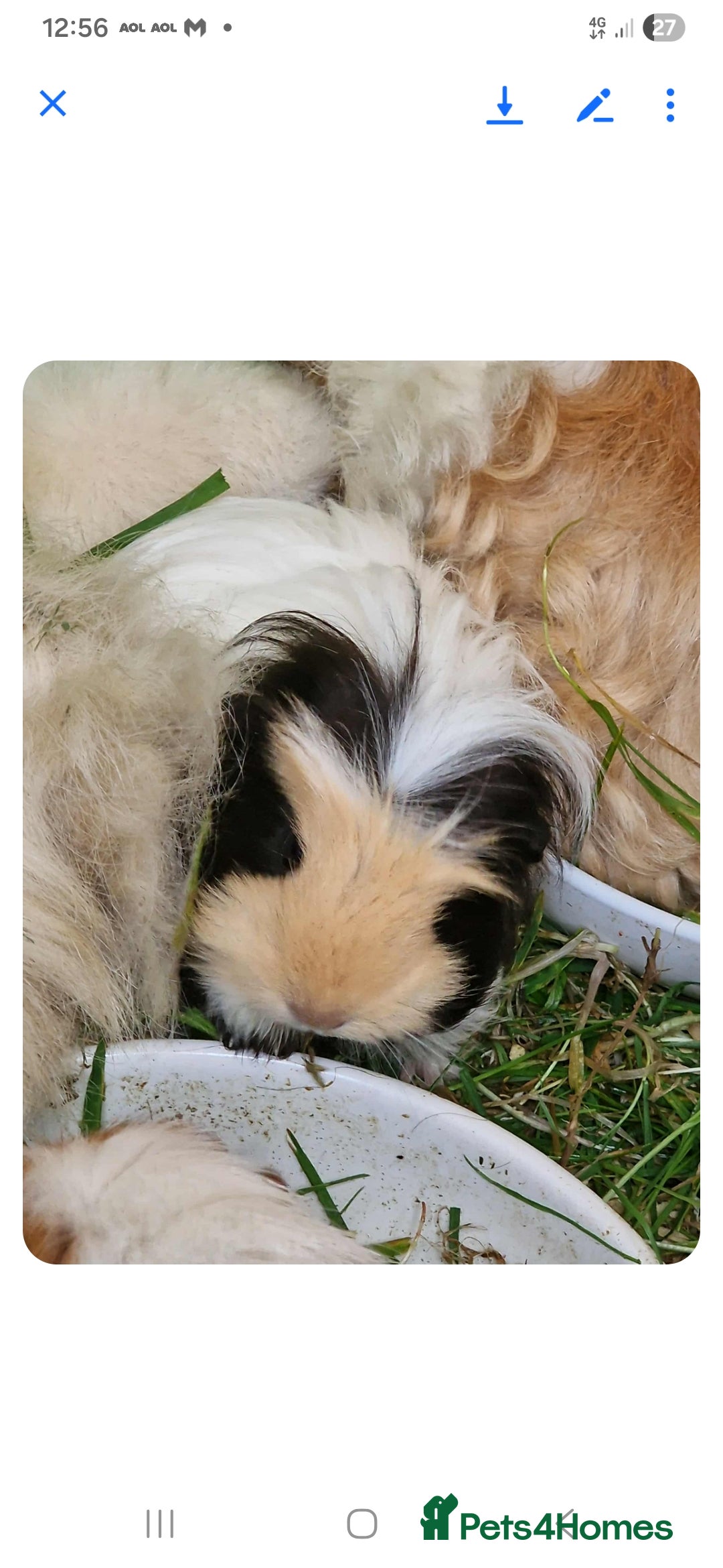 Guinea Pig rodents for sale: Female baby guinea pigs for sale - Image 5