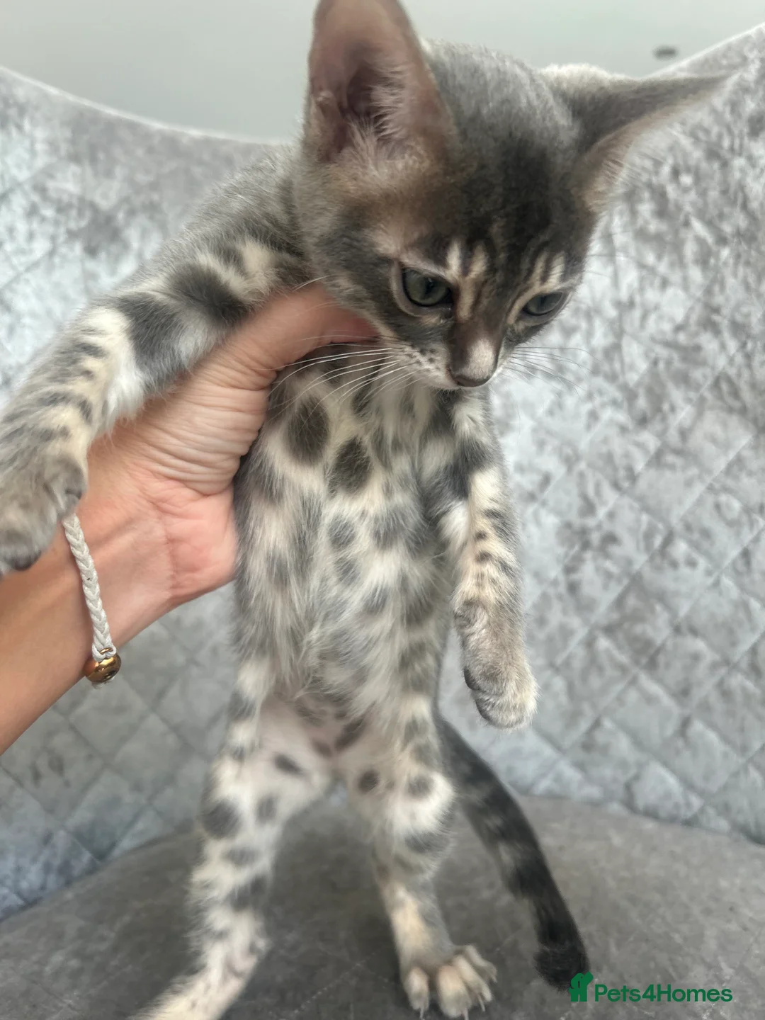 Bengal cats for sale: 💙Beautiful Blue Bengal Kittens - TICA Reg 💙 - Advert 20
