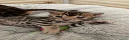 Bengal cats for sale: Bengal unregistered kittens.  in Dorchester - Advert 11