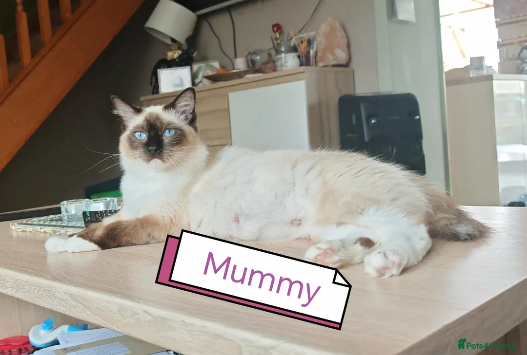 Ragdoll cats for sale: Beautifull ragdoll - Advert 1